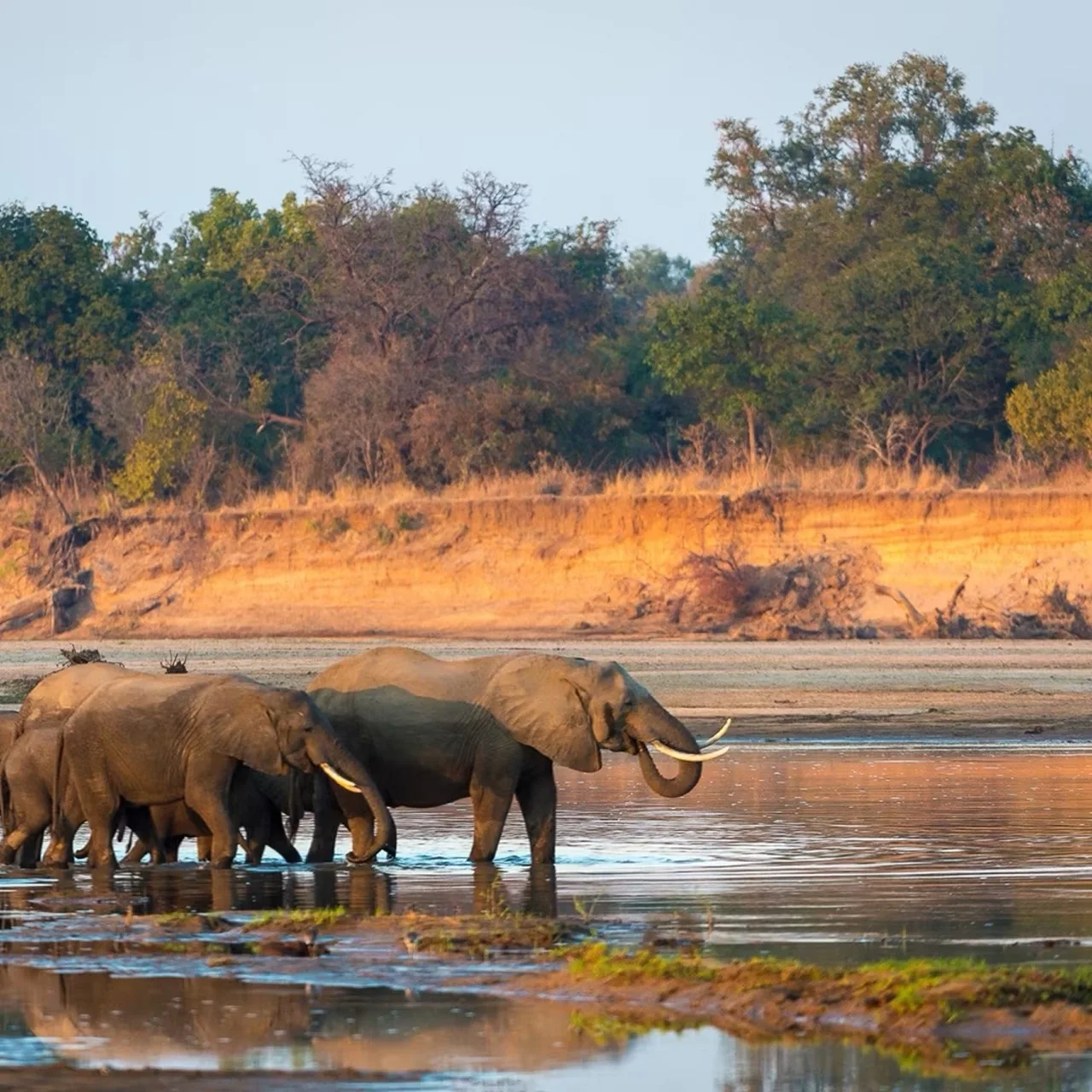 Elephants crossing the Chobe floodplain